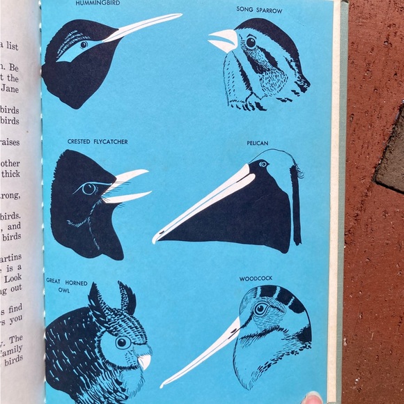 1958 Birds Cardinal Illustrated Picture Book Animal Bird Spring Toucan Animals - Picture 2 of 13